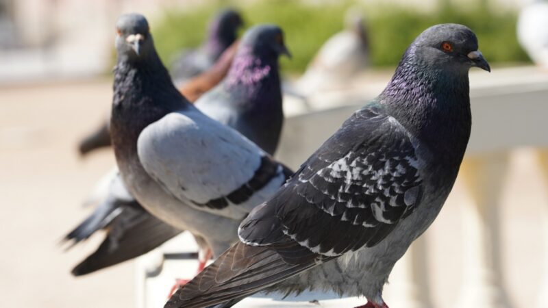 Ekspozycja gołębi w Tomaszowie Lubelskim to doskonała okazja do obcowania z naturą